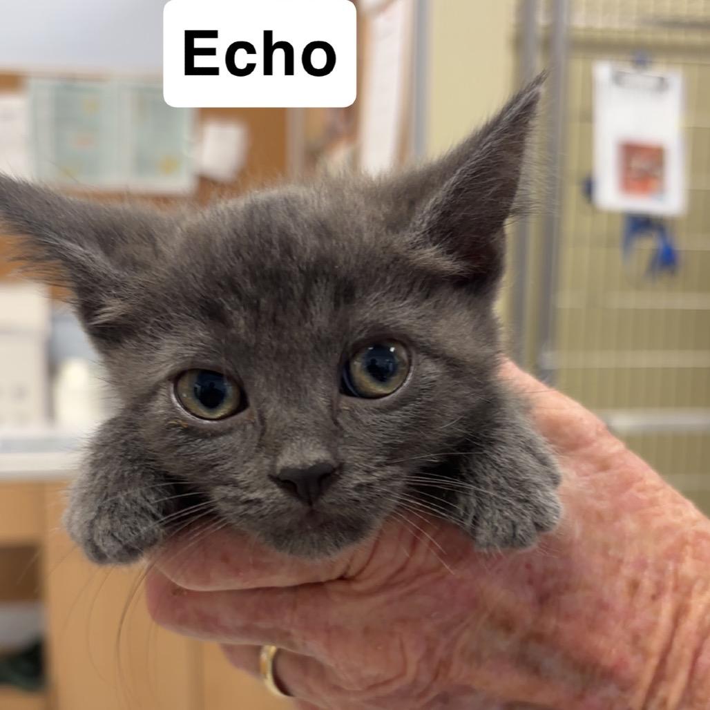 Echo