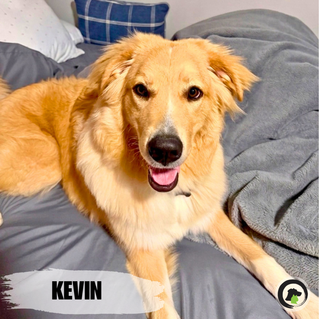 Kevin