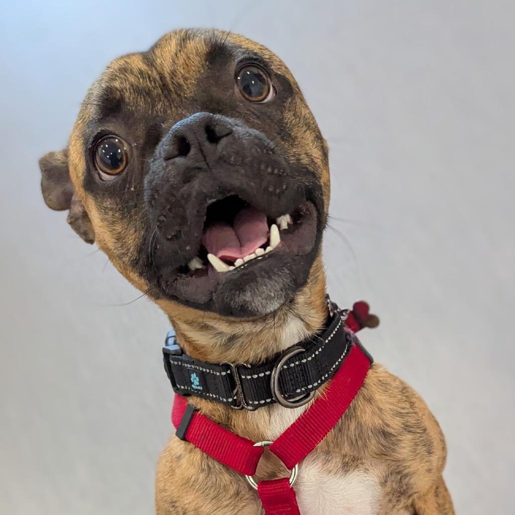 Taz