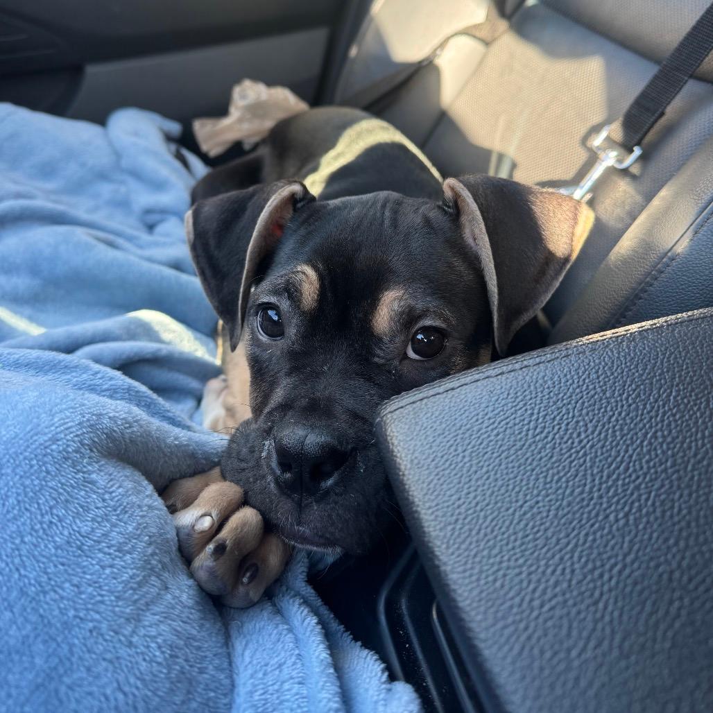 Bruno