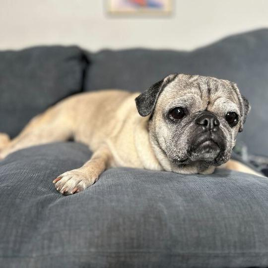 Frida