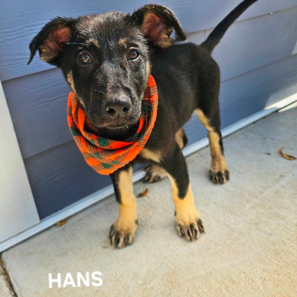 Hans