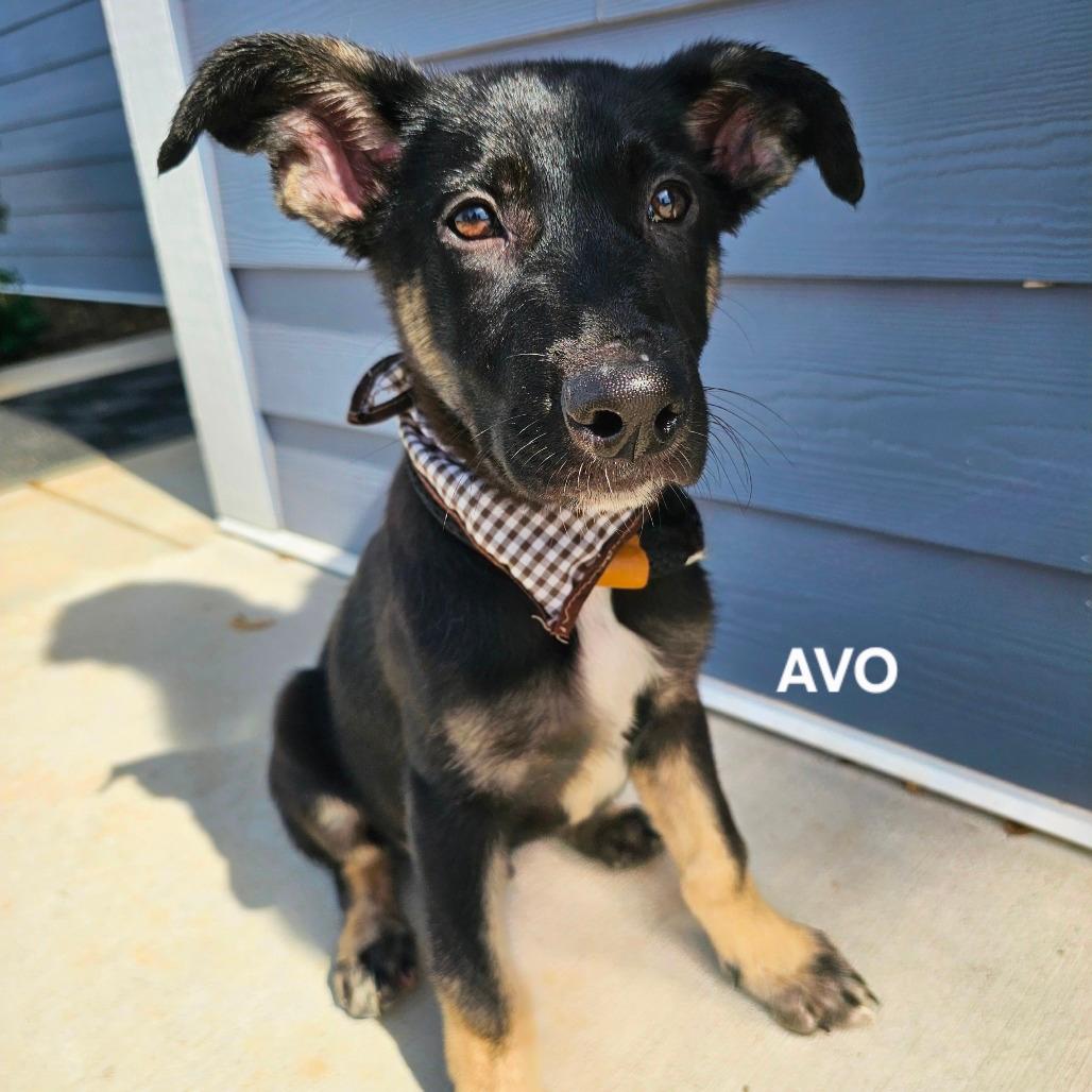 Avo