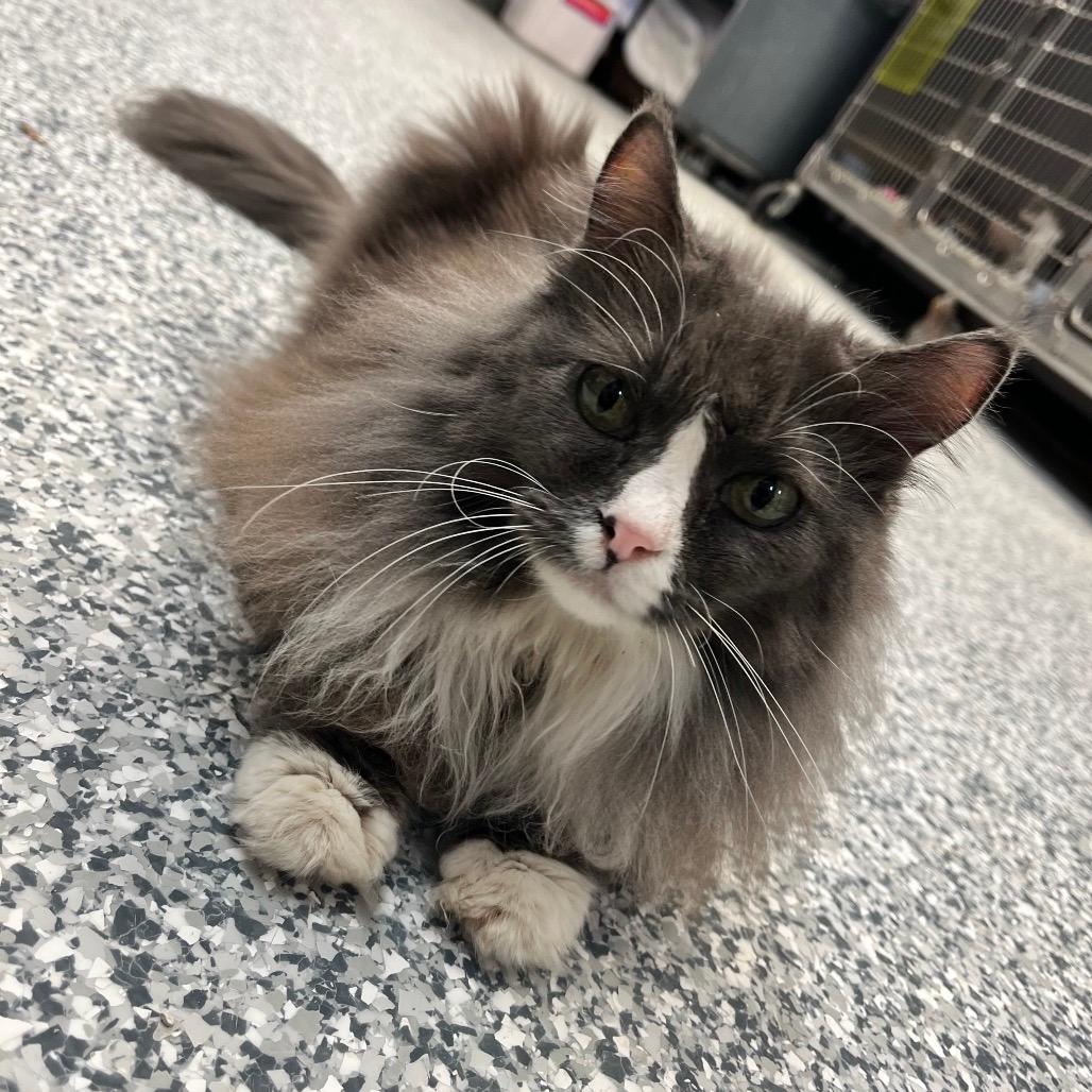 Mittens