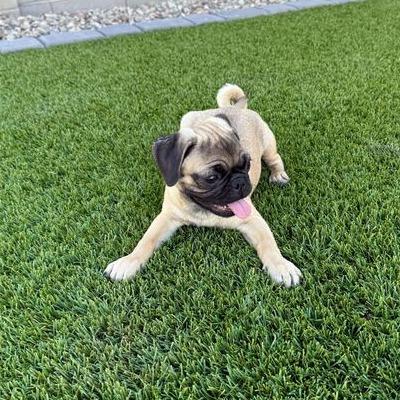 Mellie (Melrose)