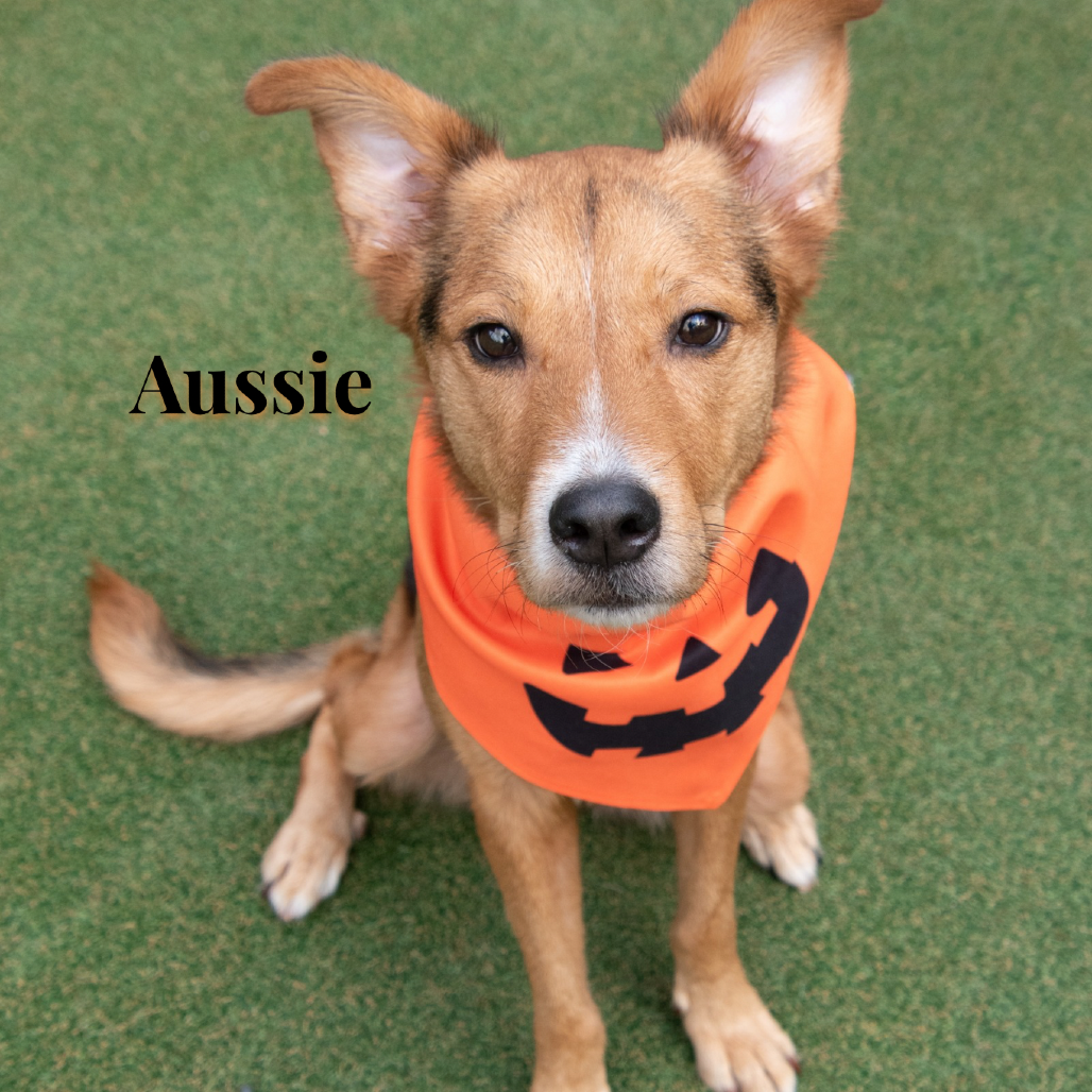 Aussie