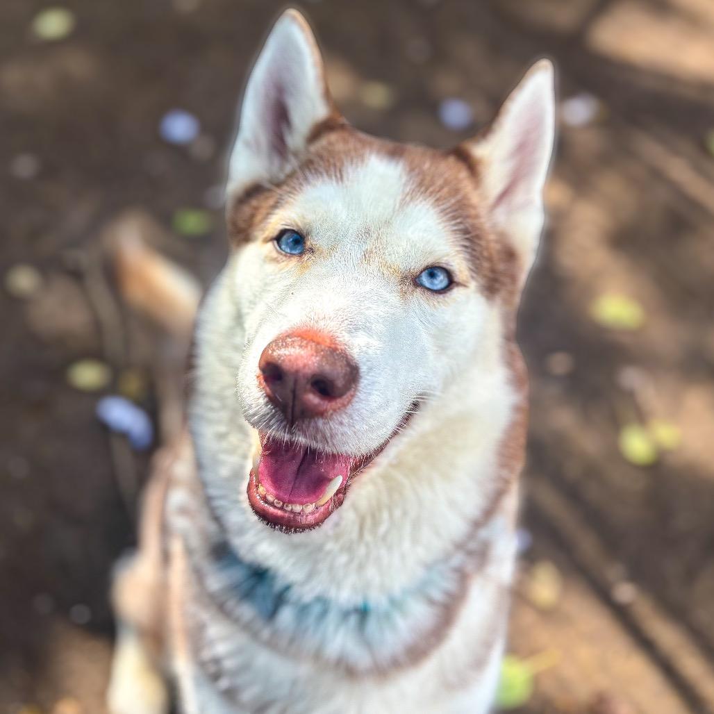 Maverick