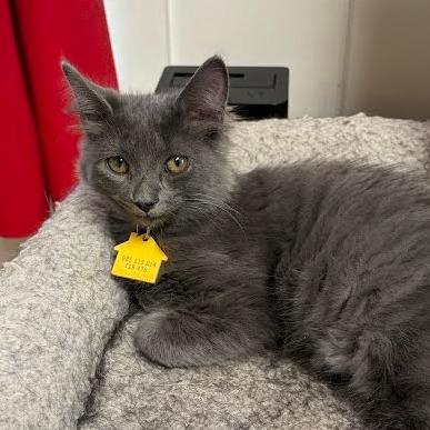 Churro-In Foster