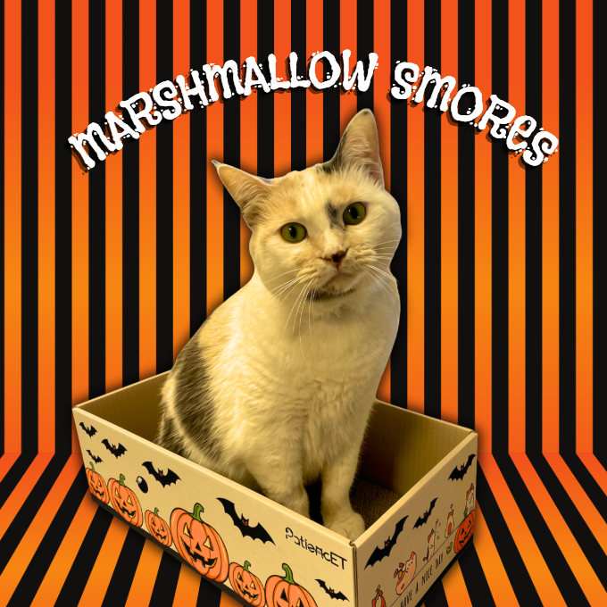 Marshmallow Smores