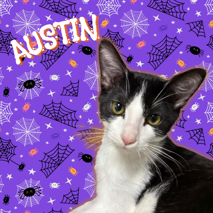 Austin 