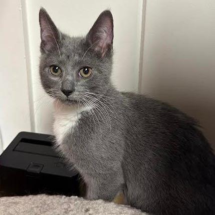 Tiramisu-In Foster