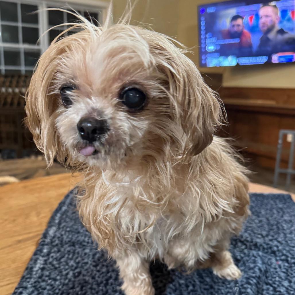 Lexi