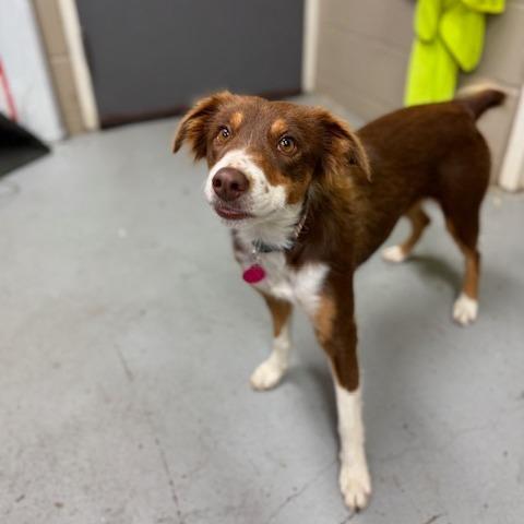 Daisy