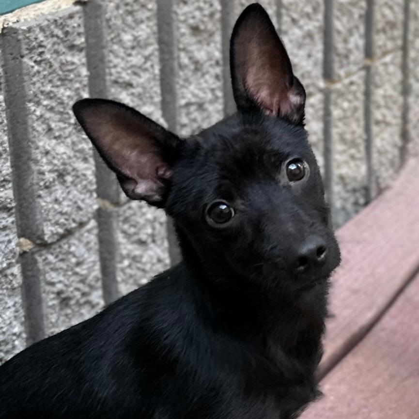 Vinnie - ECAS