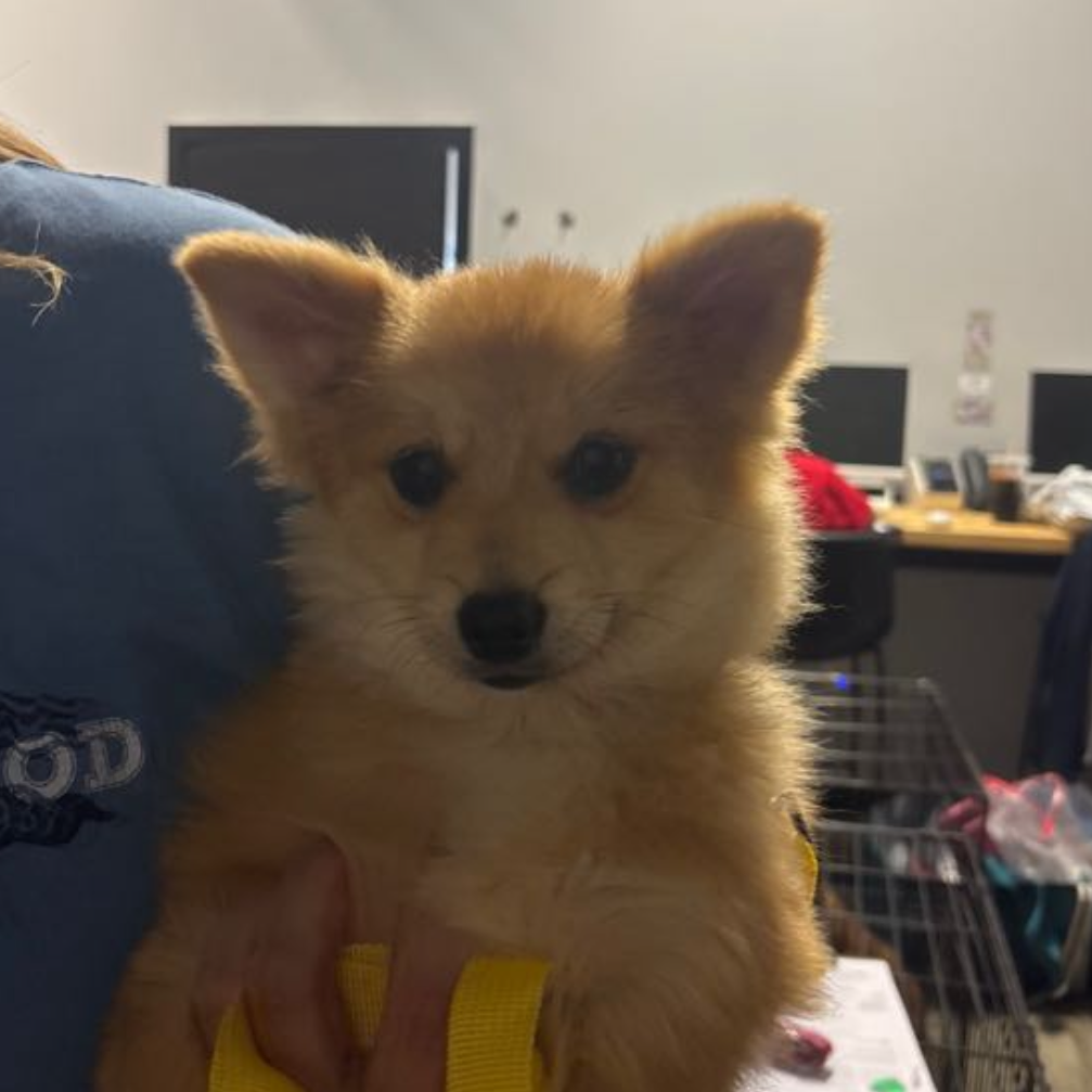 Pocket