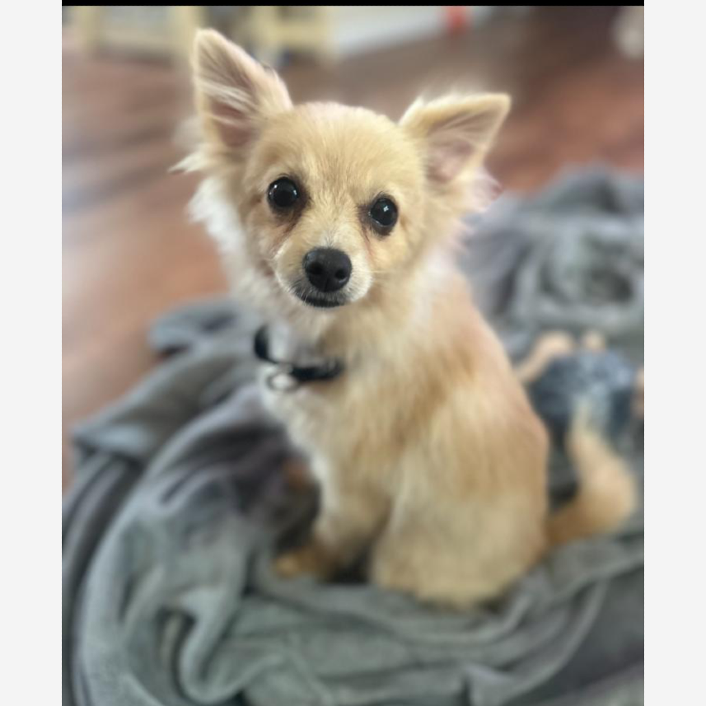 Paco
