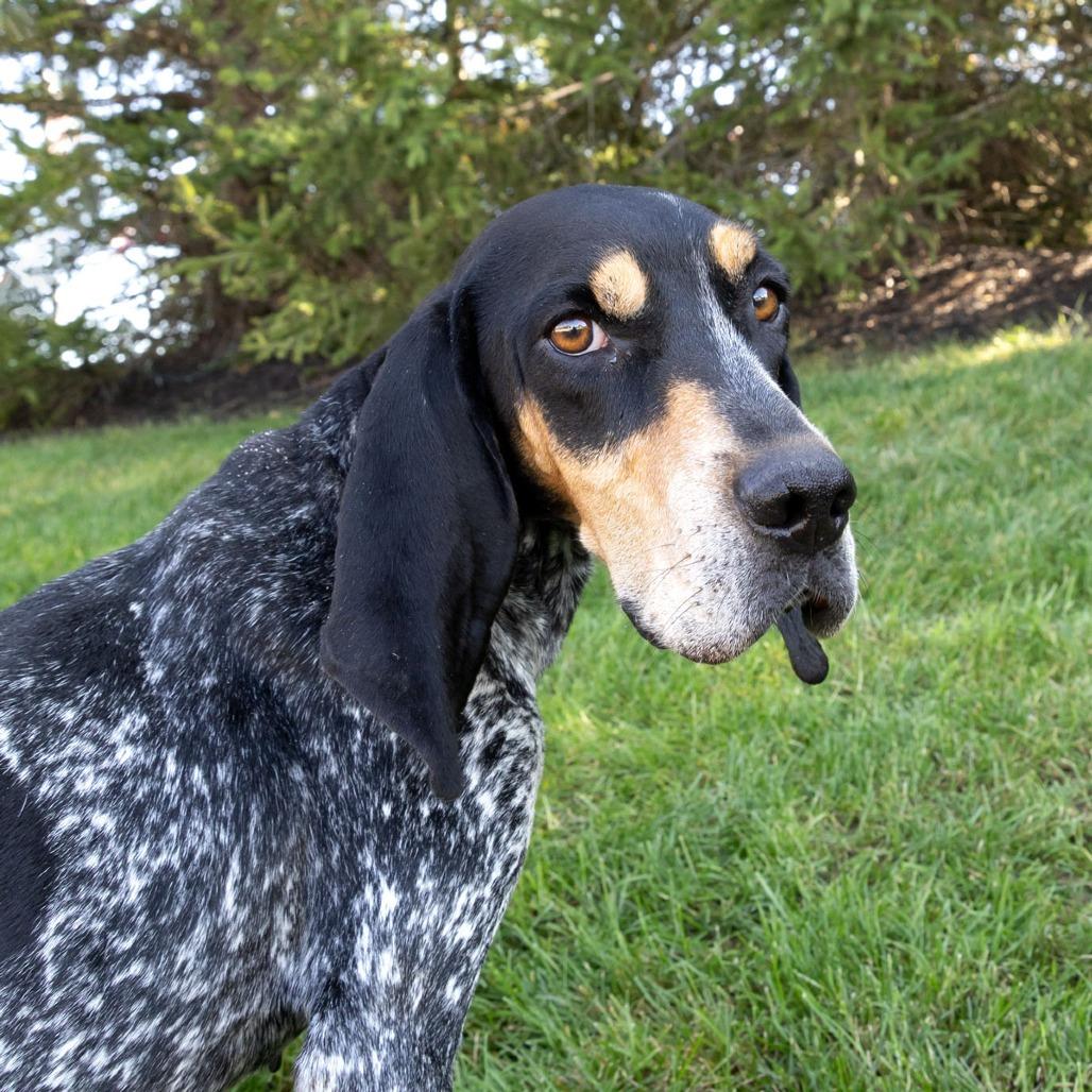 Zuri