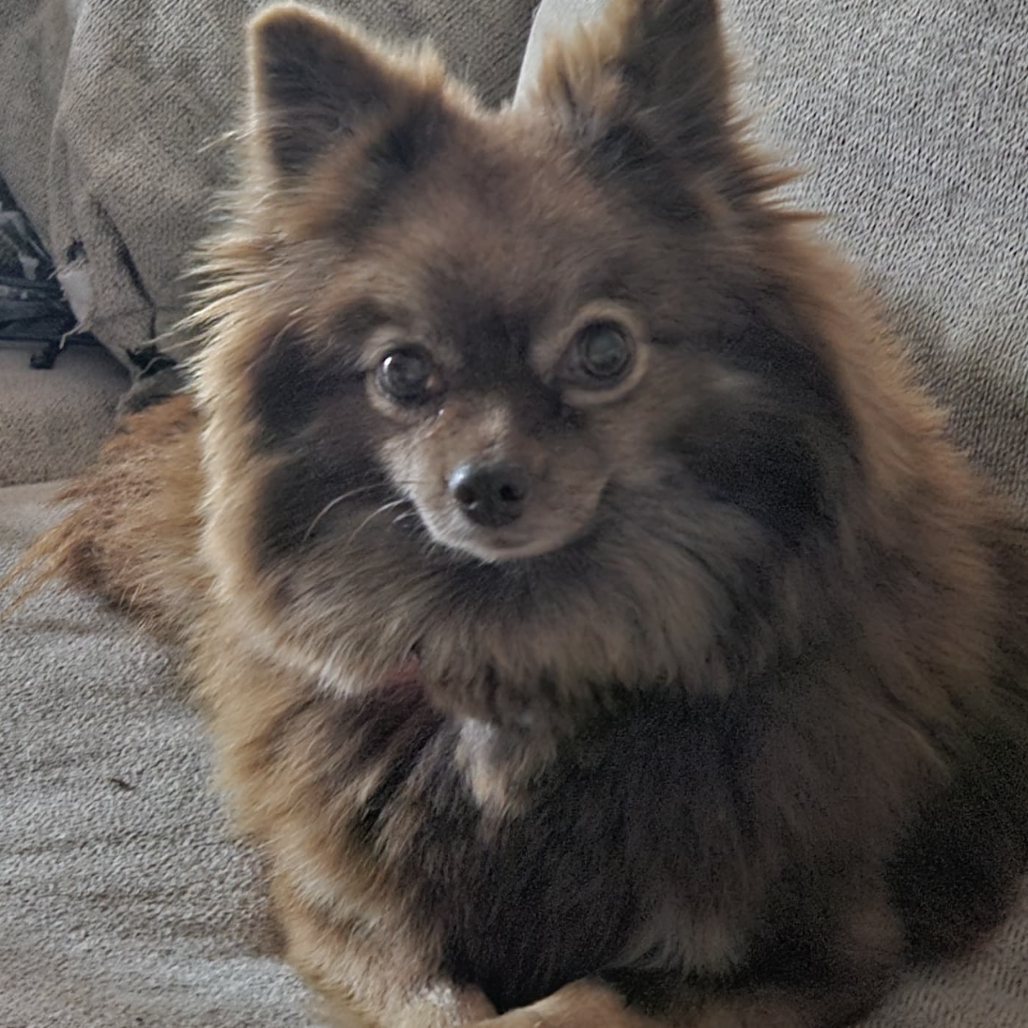 Hazel