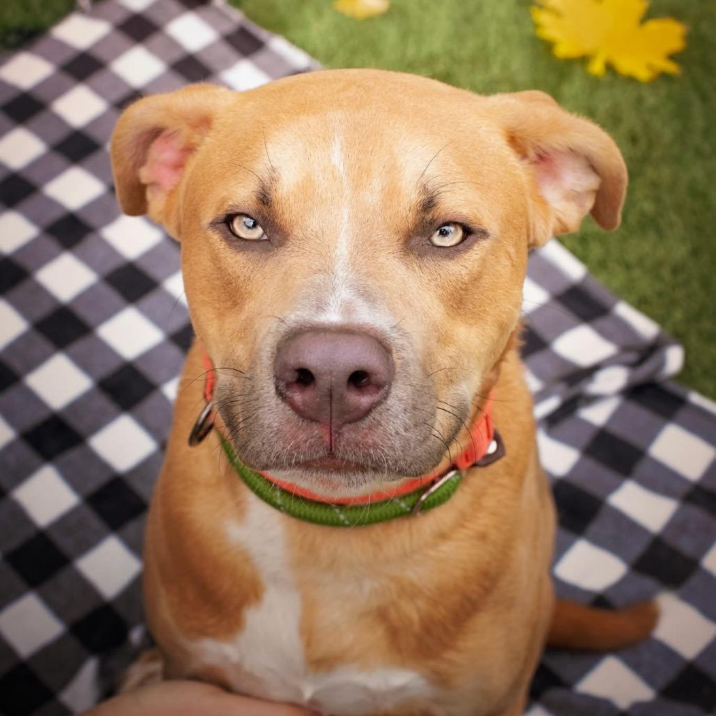 Bucky - Sponsored Adoption