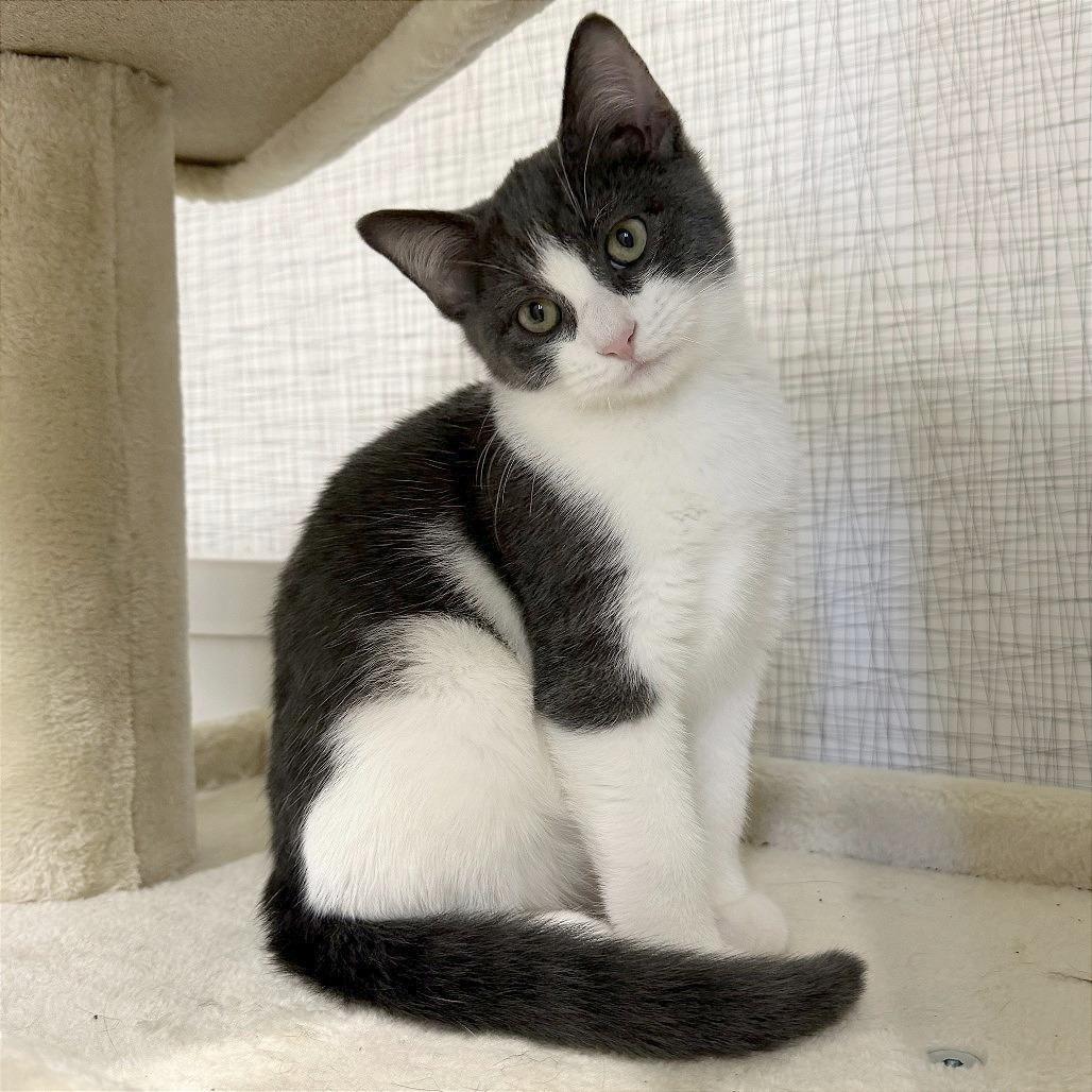 Bello