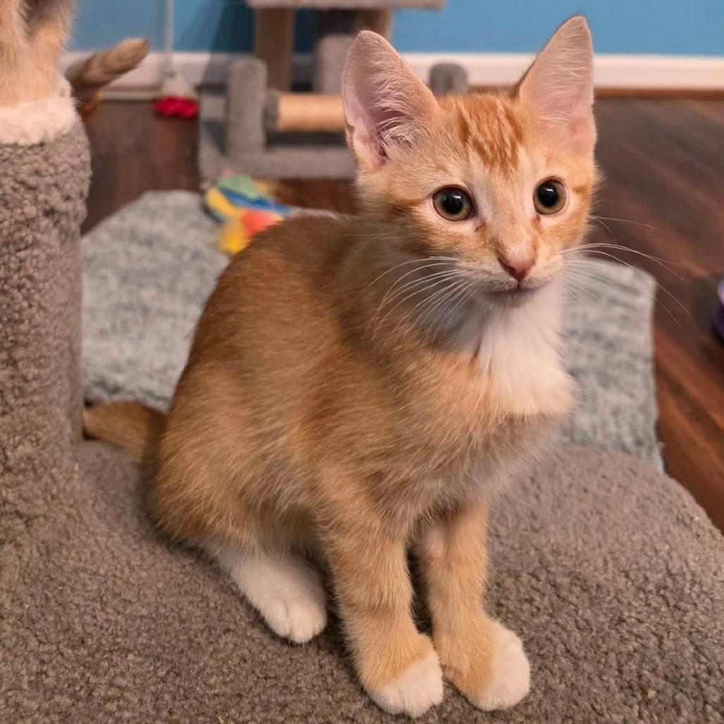 Wilbur