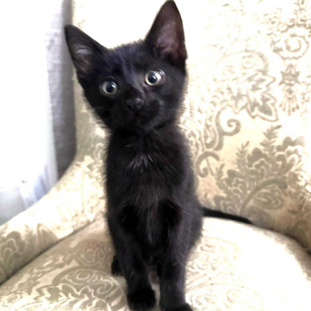 Echo
