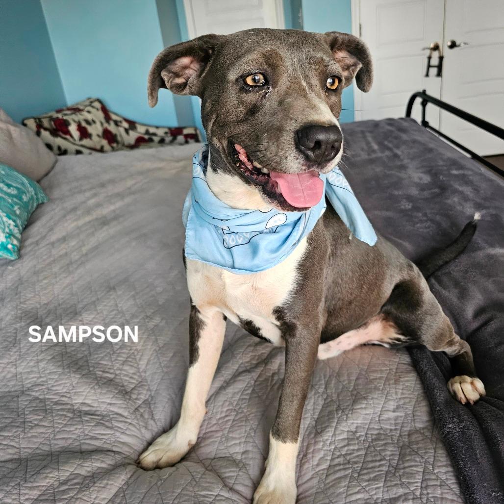 Sampson