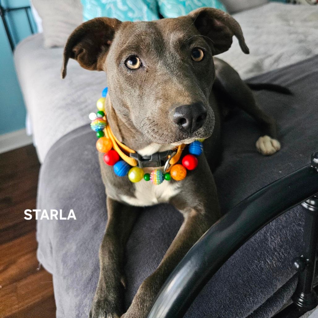 Starla