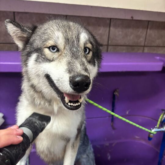 Meeko