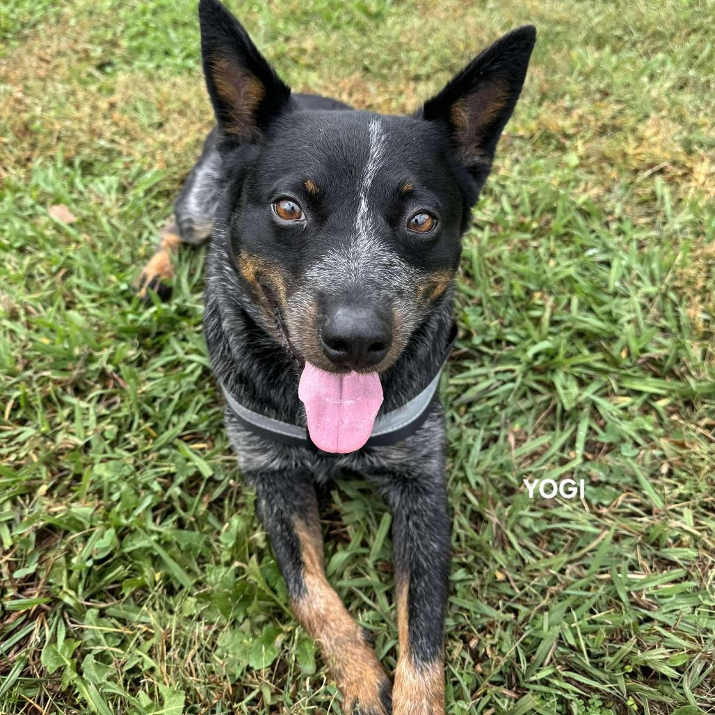 Yogi