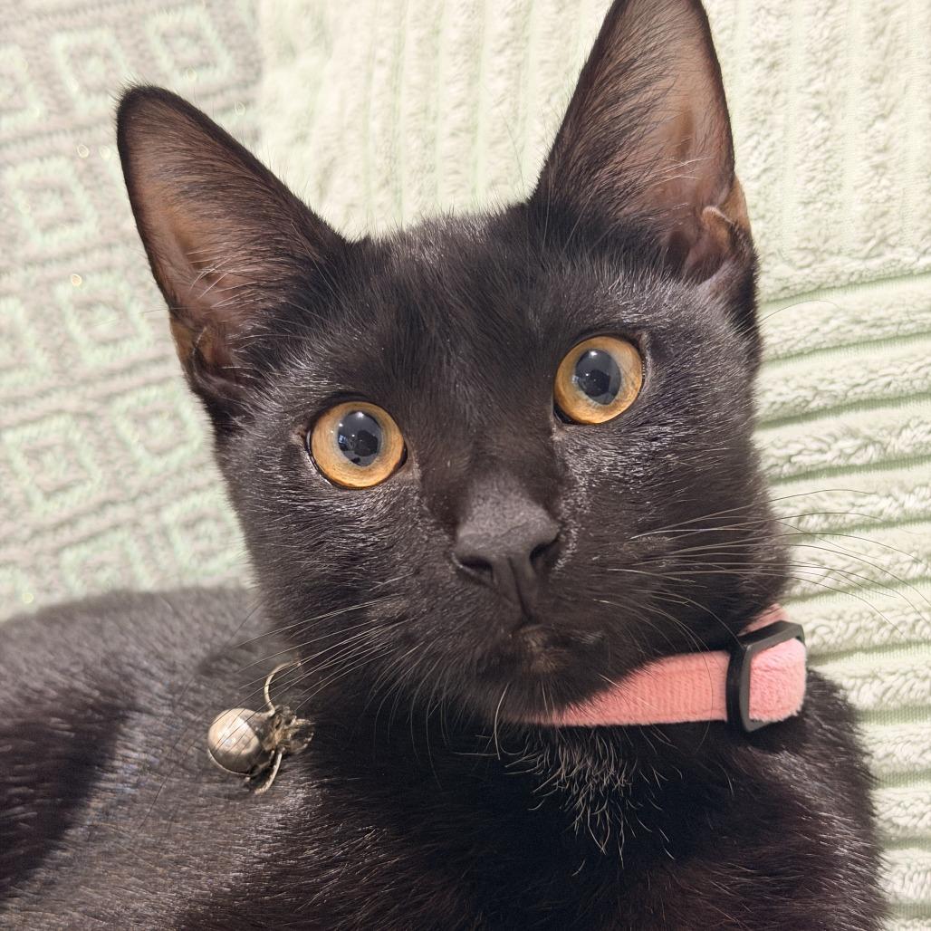 Ambrose (bonded with Sabrina)