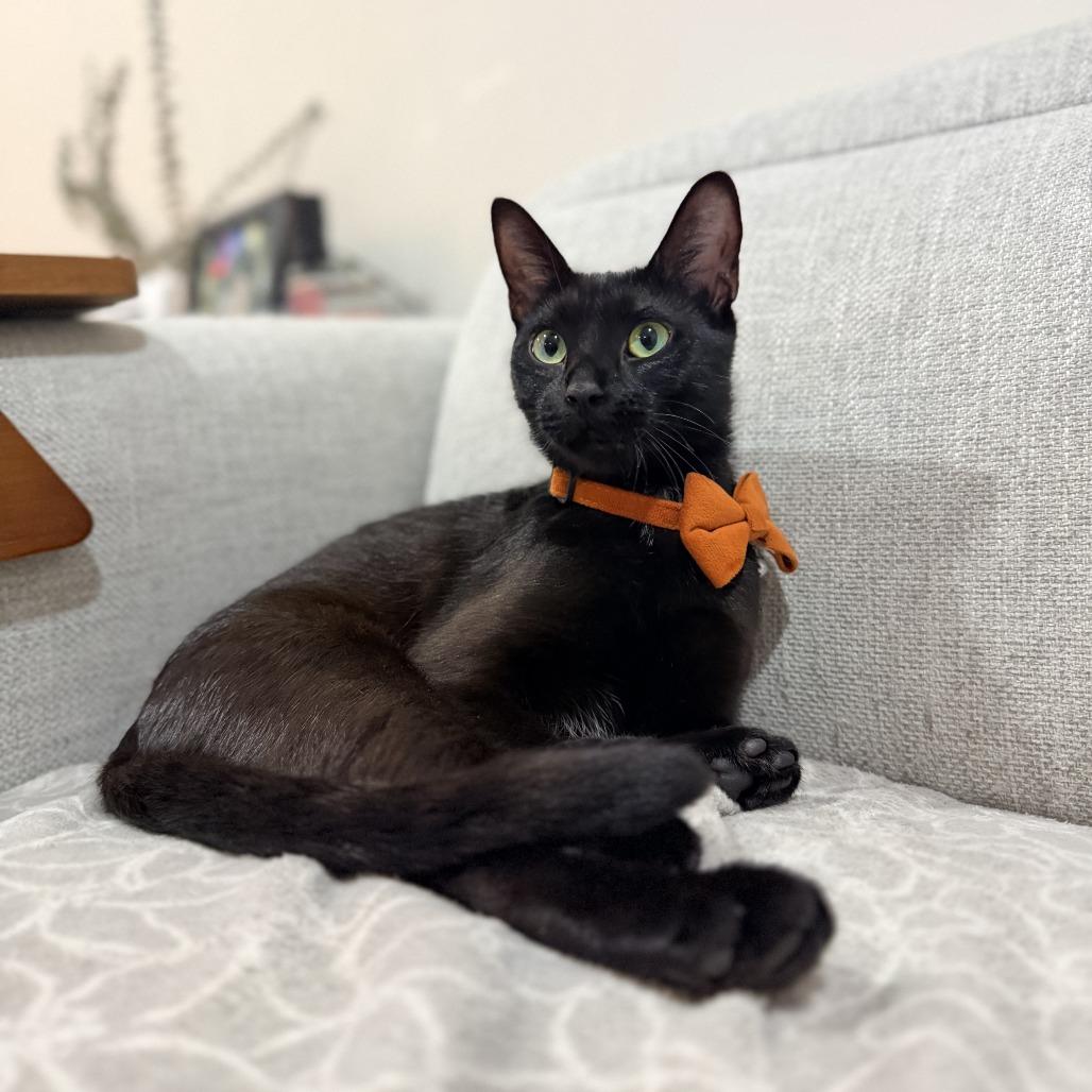 Sabrina (bonded with Ambrose)
