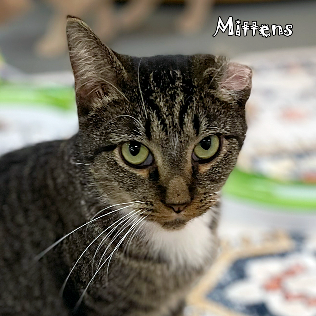Mittens @ PAWZ pet cafe