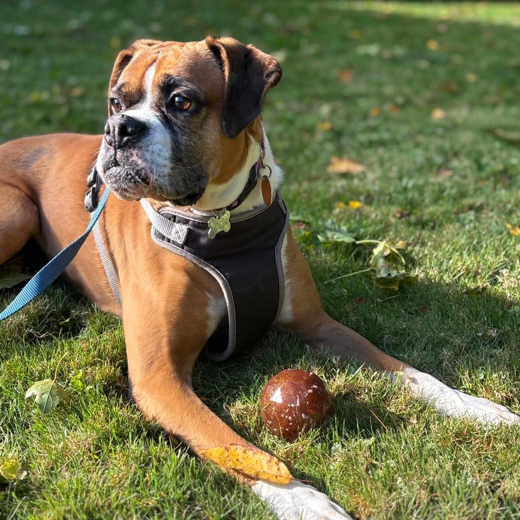 Koda (adoption pending)