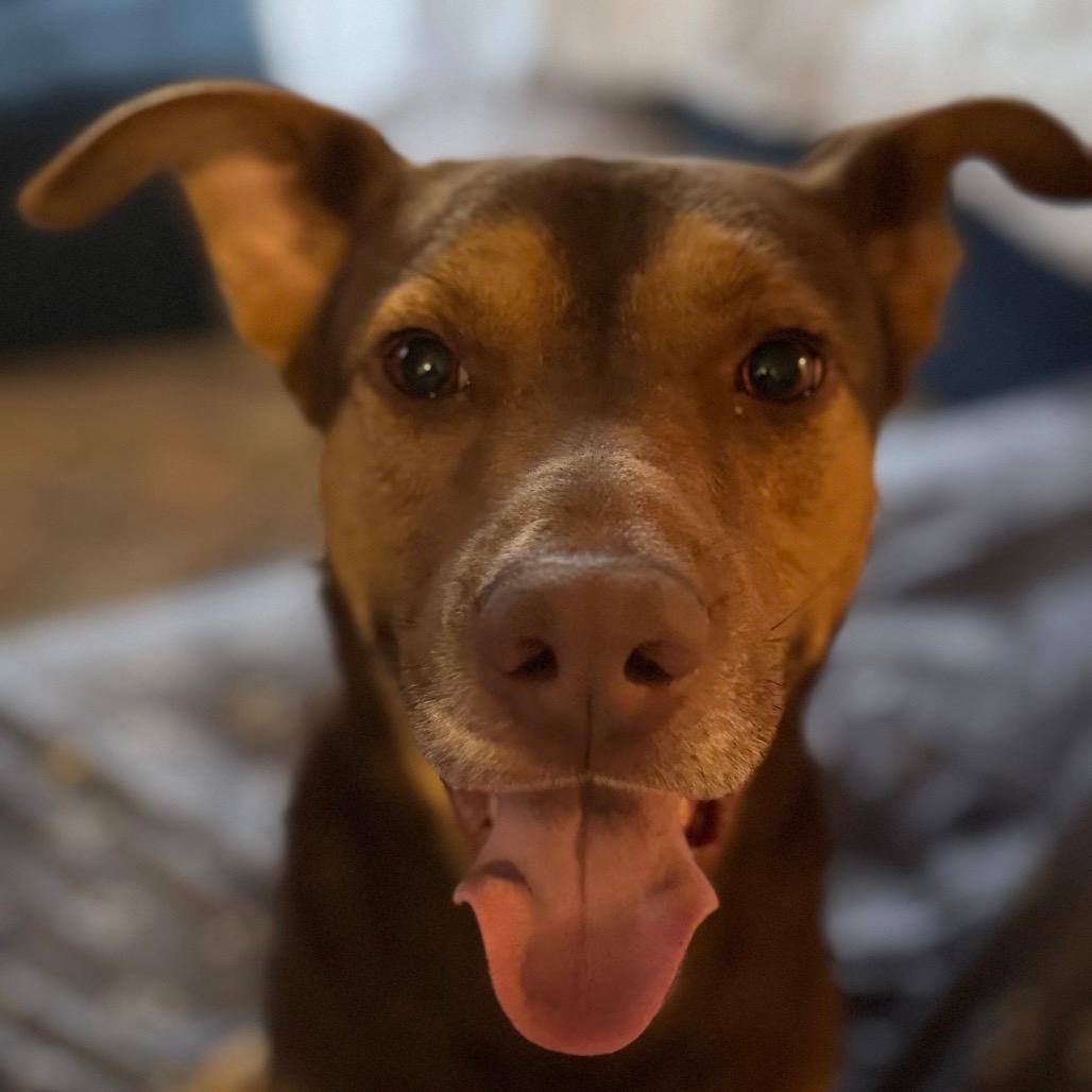 Bobby (Adoption Fee-SPONSORED!)