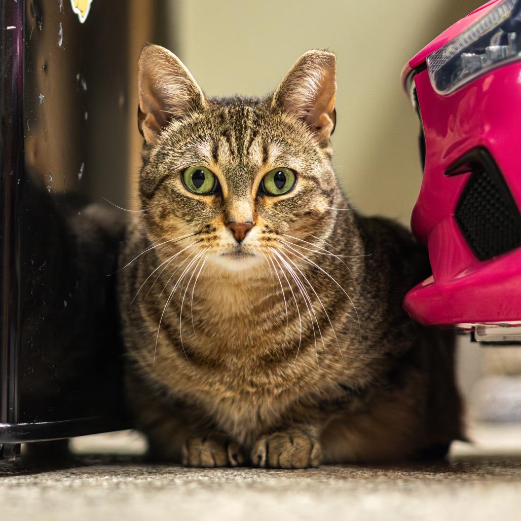 Christmas Chili (Bonded with Miss Krampus)