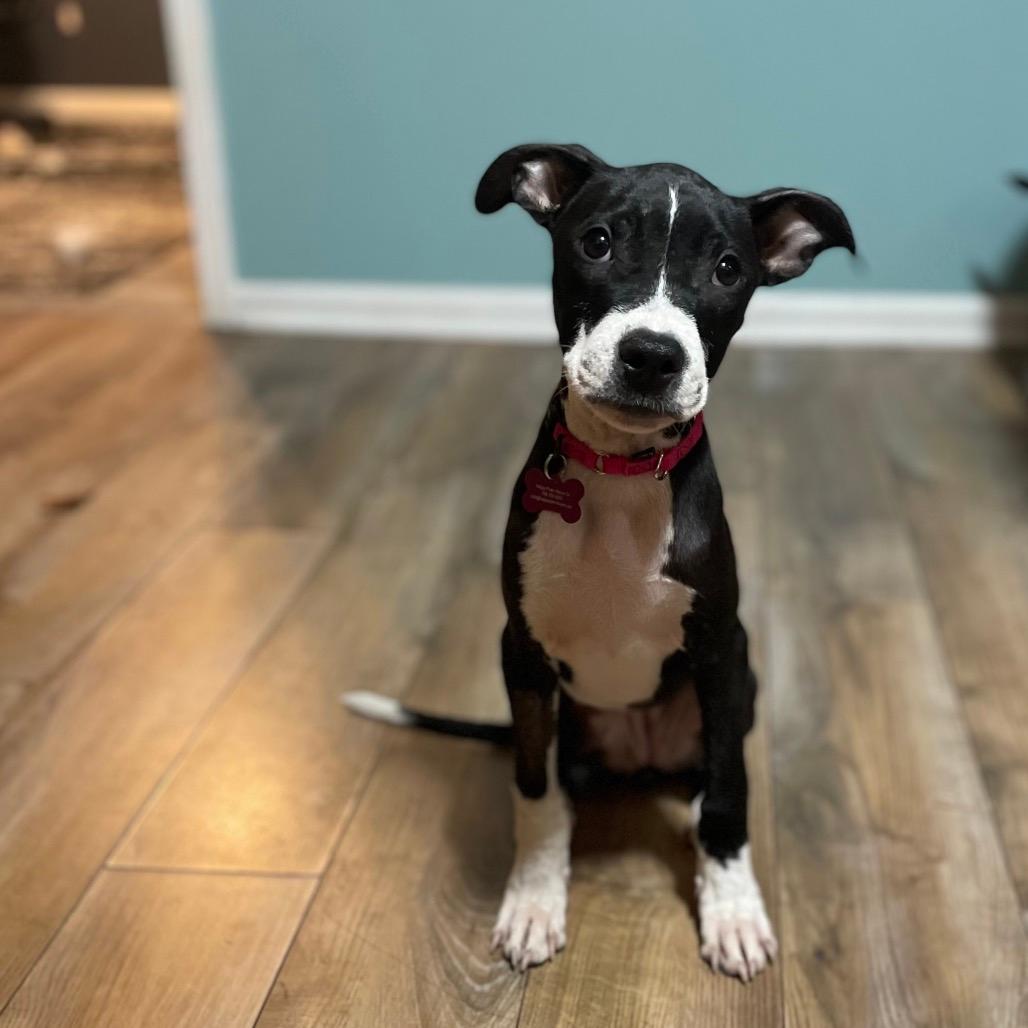 Siya