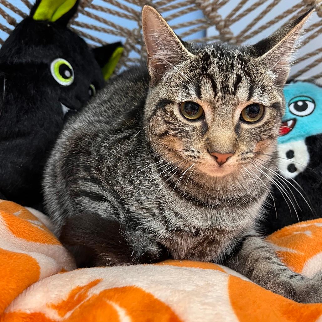 Chicken Tortilla (rainbow collar)