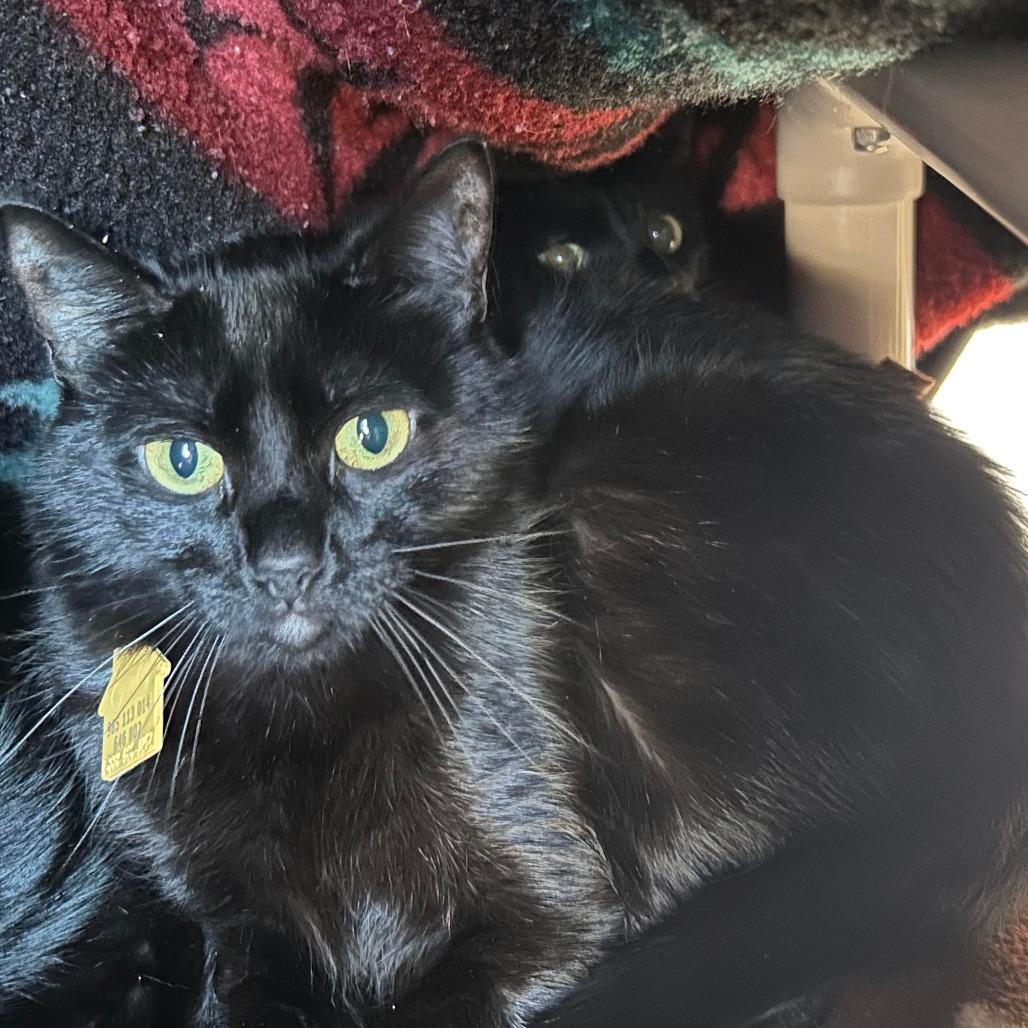 April and May- 2 Fur $99!