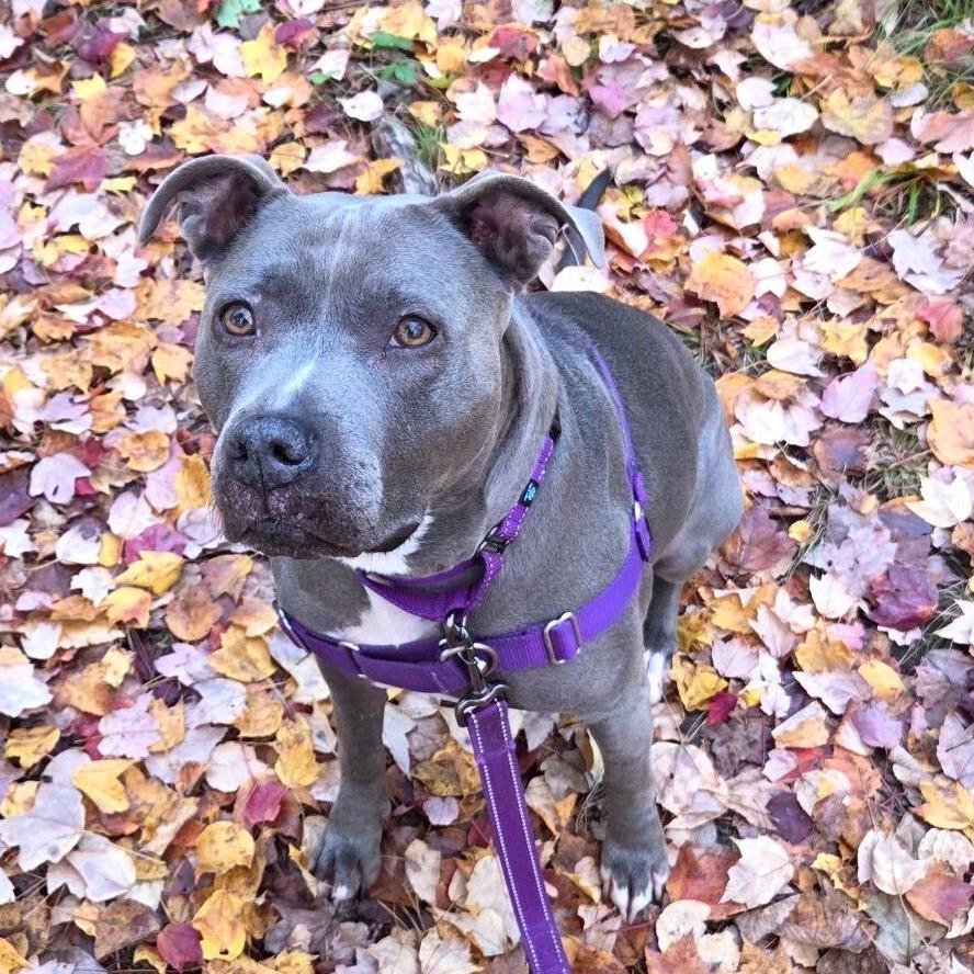 Arya