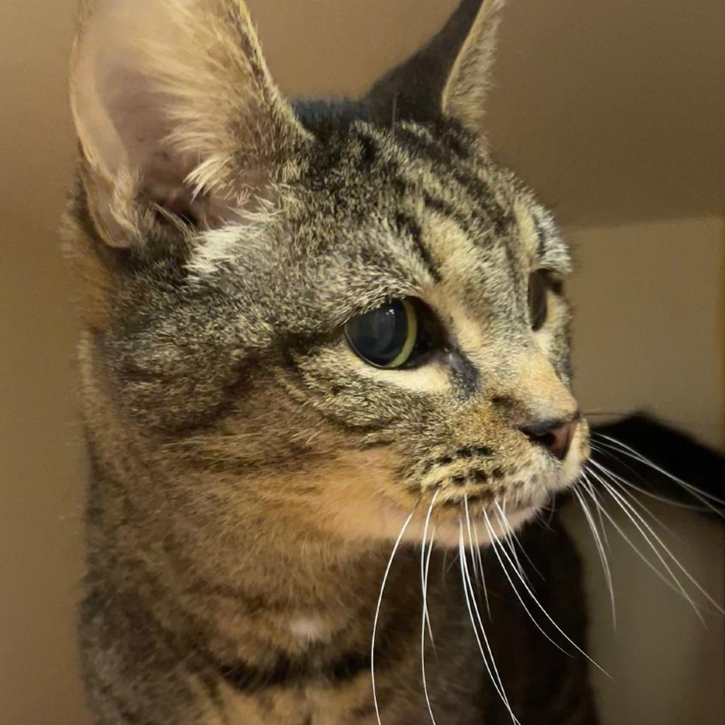 Cleo