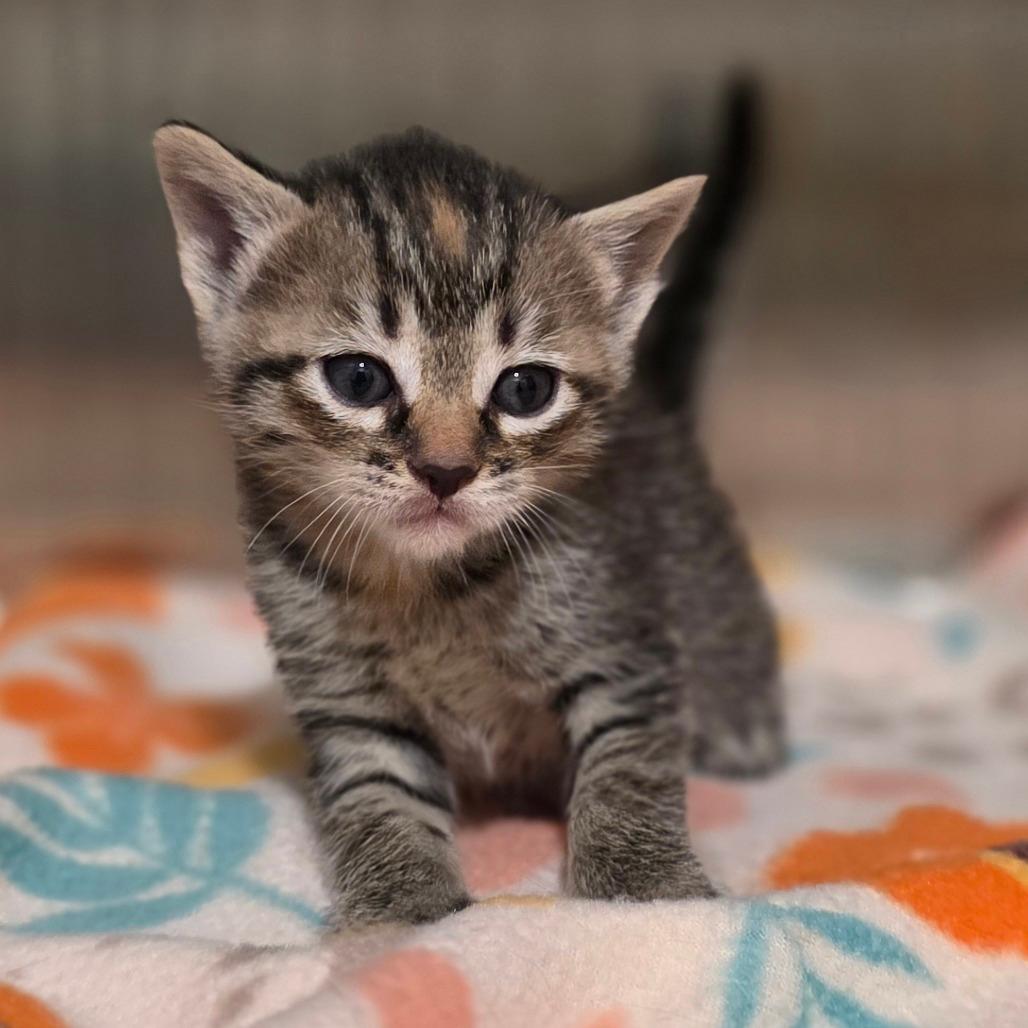 Caramel Ribbon Crunch Frappuccino