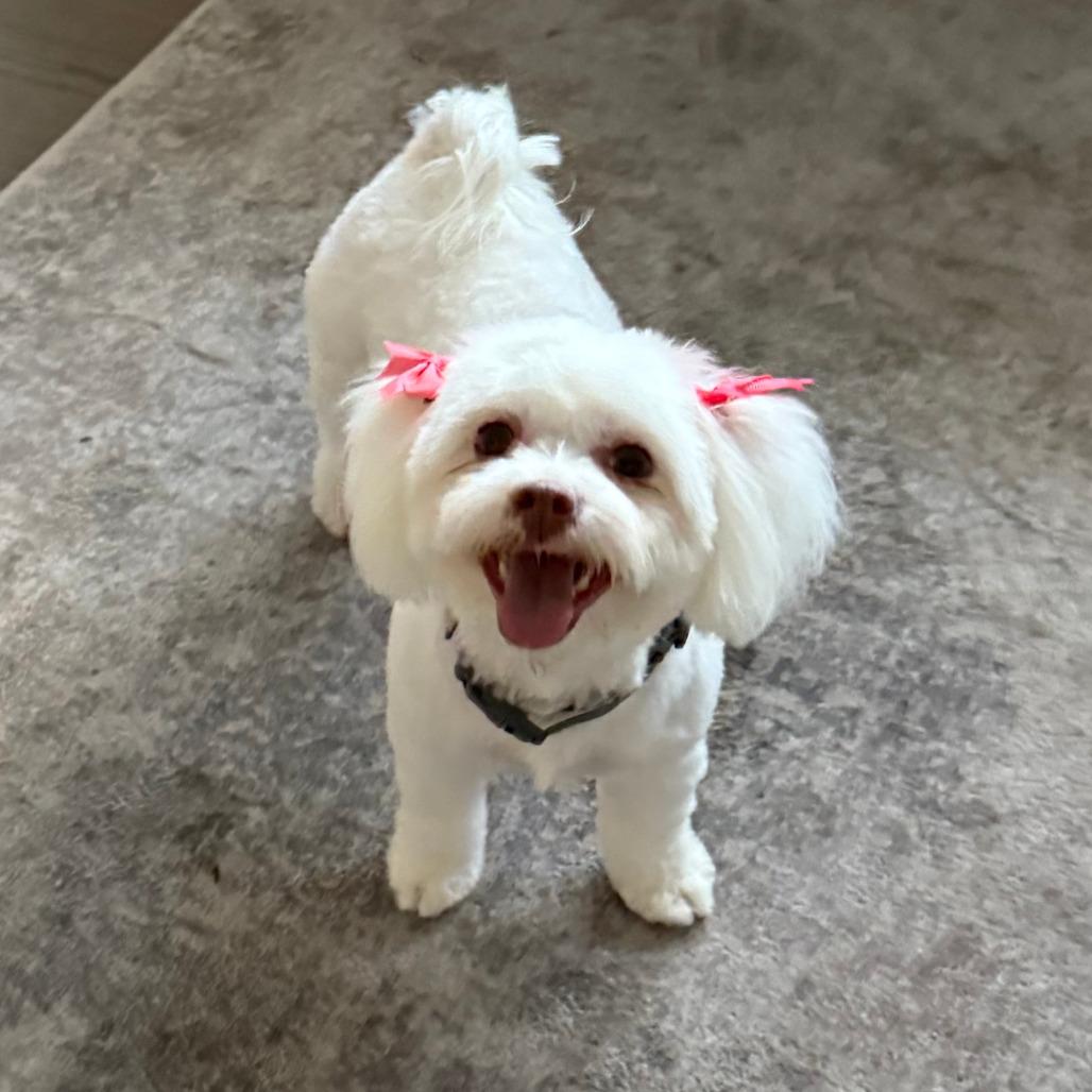 730 (2025) Chloe 
