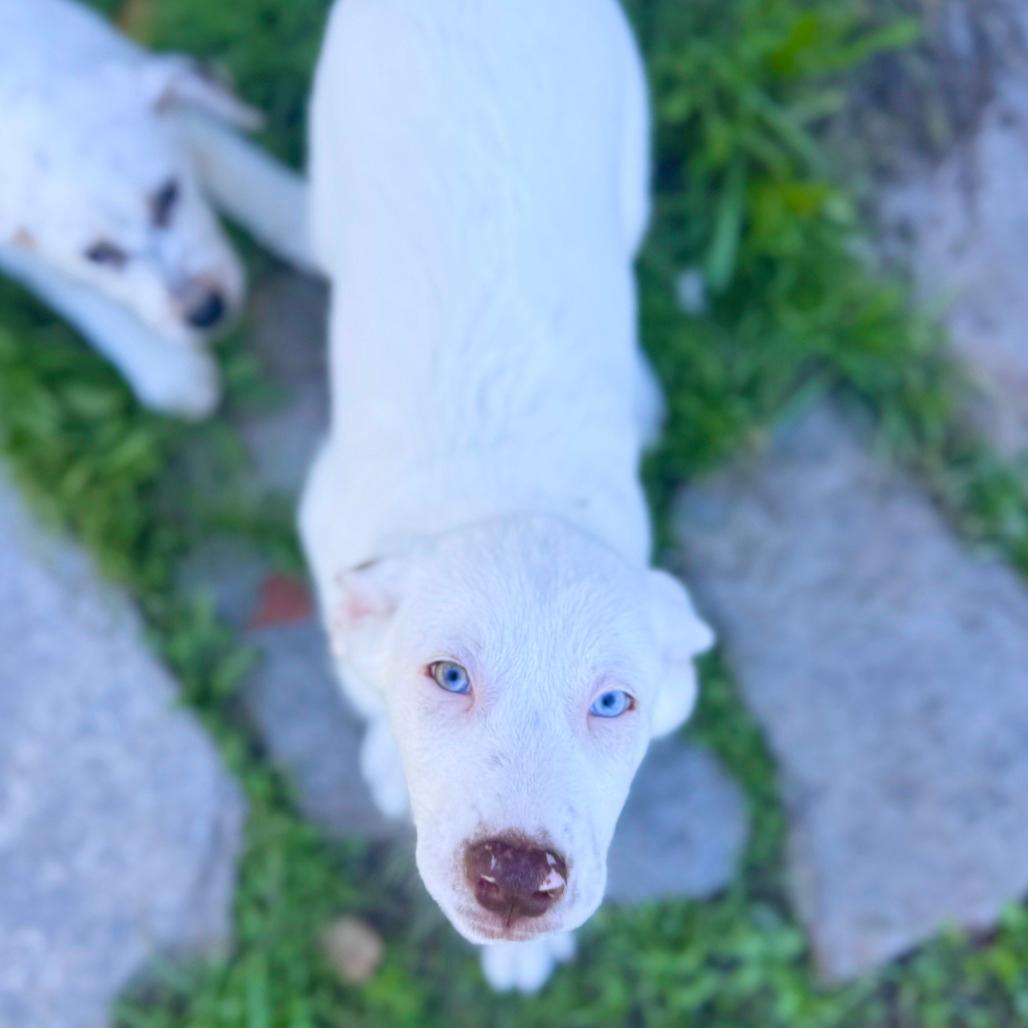 Al