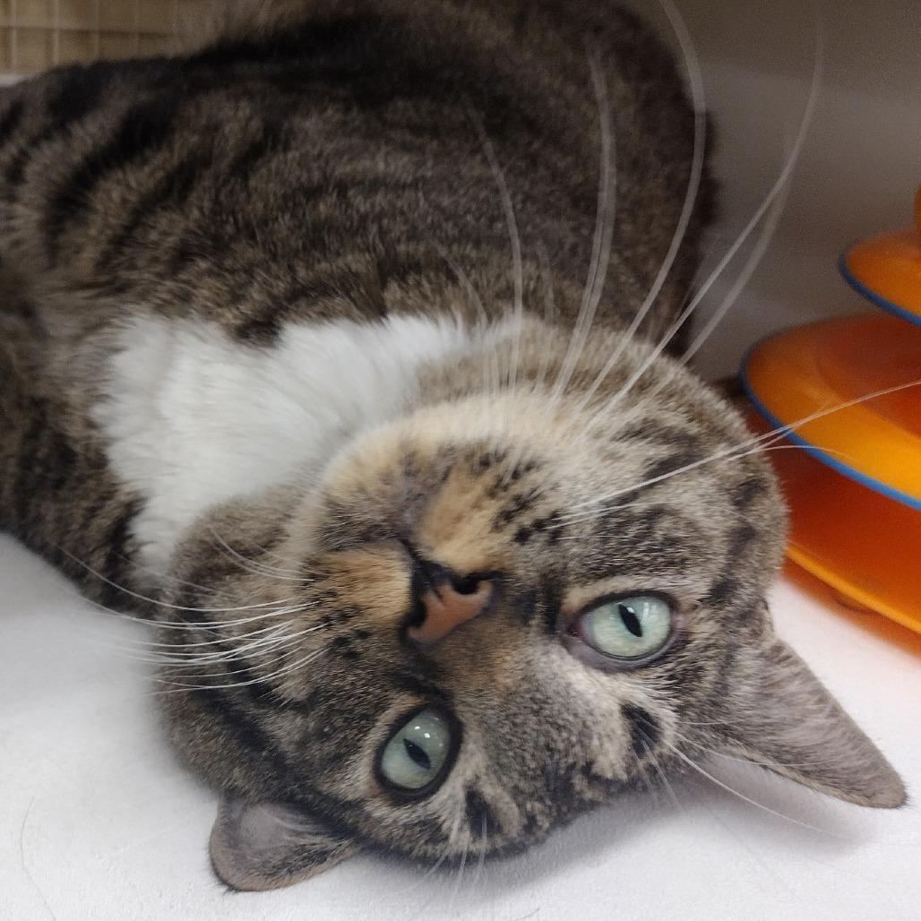 Kuli (Mr. Purr-meister)