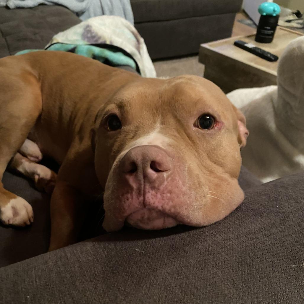 Chicken Nugget - IN FOSTER