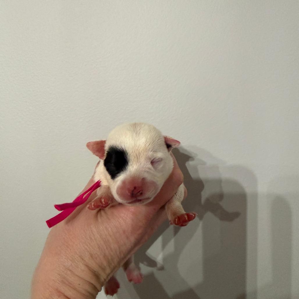 Piper