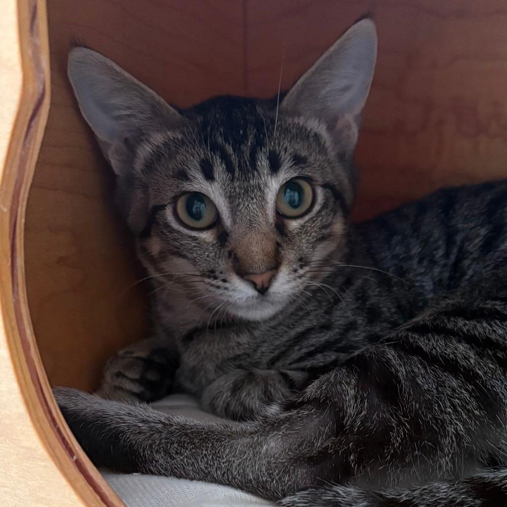 Luca