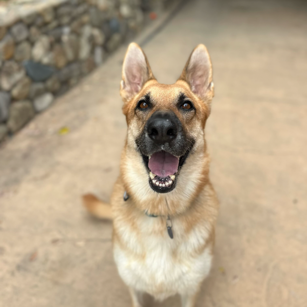 Hazel