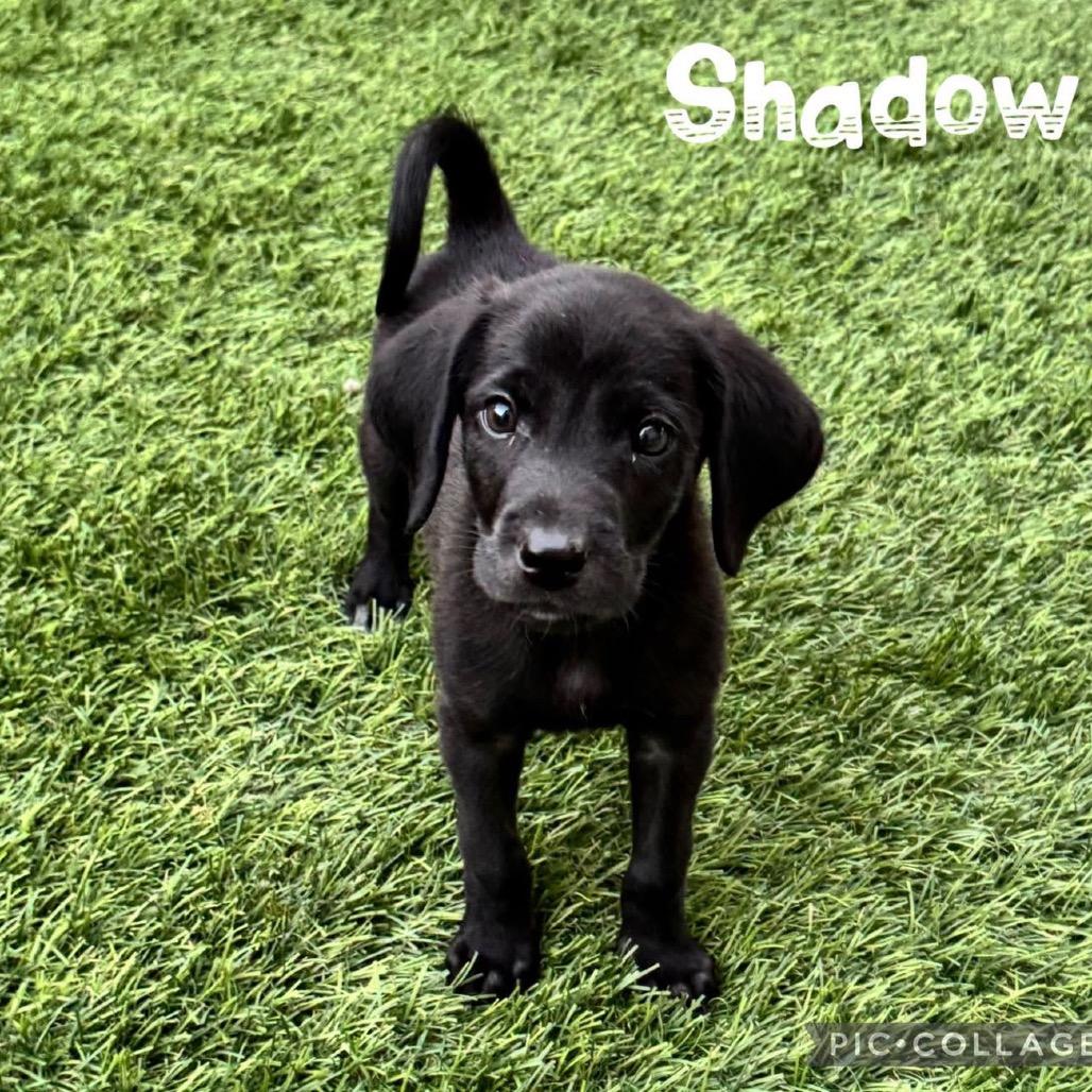 Shadow